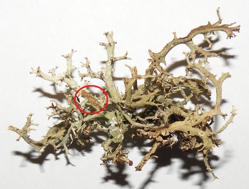 Cladonia...da identificare